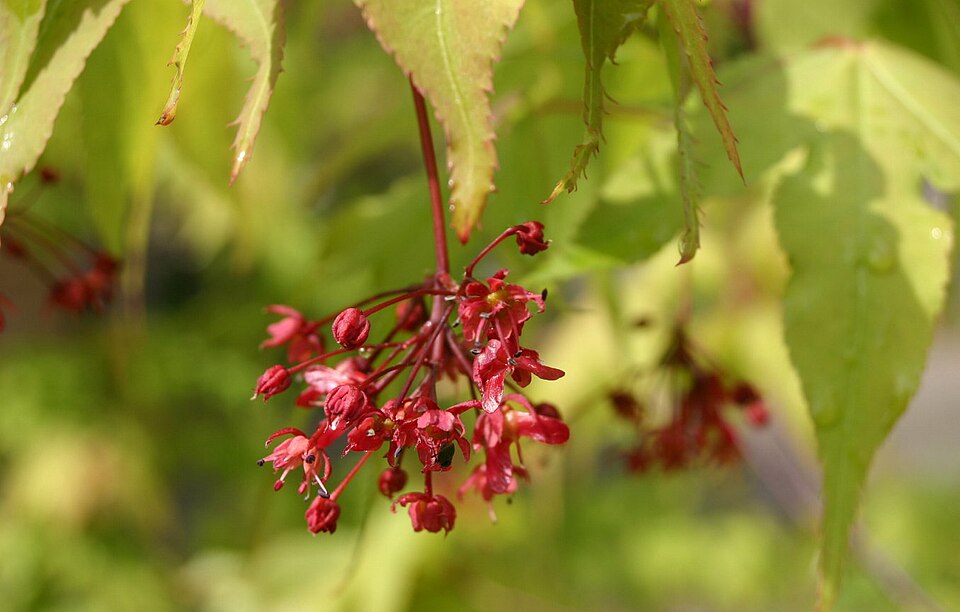 Acer palmatum 'Osakazuki' (Osakazuki Japanese Maple) (alternate view 5)