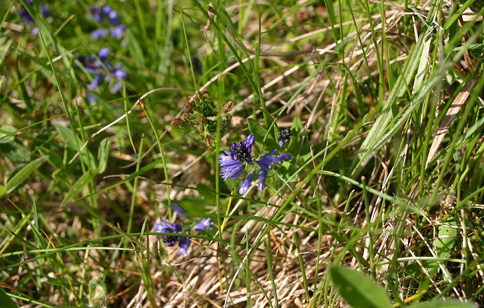 Polygala serpyllifolia (Heath Milkwort)