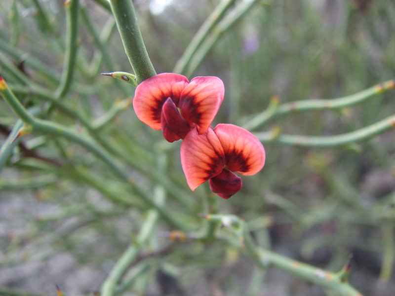 Daviesia brevifolia (Leafless Bitter-pea) (alternate view 6)