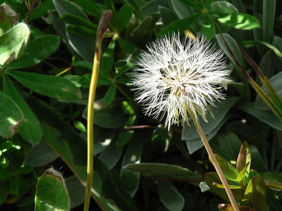 Agoseris (mountain dandelions) (alternate view 2)