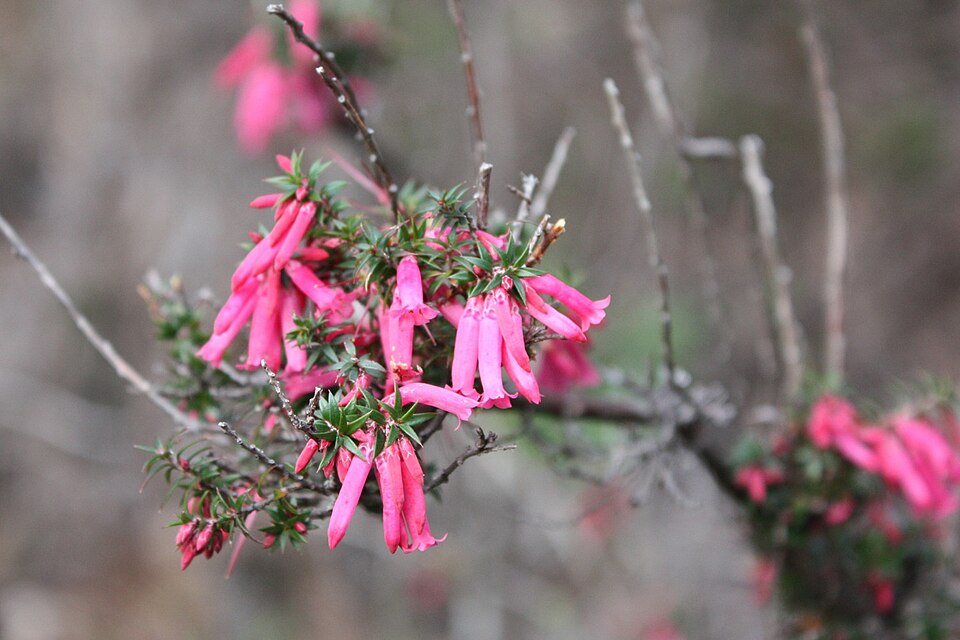 Epacris impressa (Common Heath) (alternate view 2)