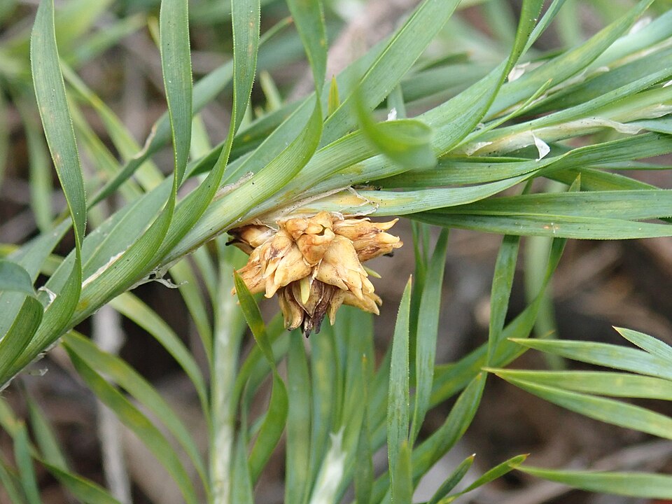 Lomandra obliqua (Fish Bones) (alternate view 3)