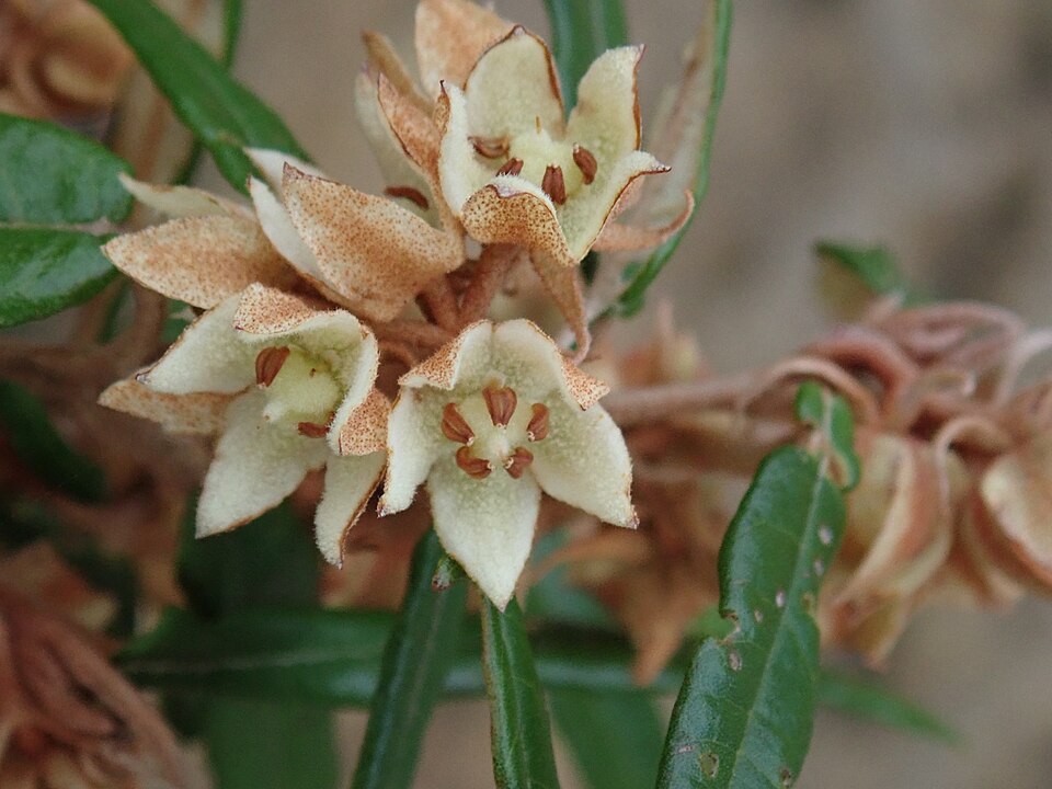 Lasiopetalum ferrugineum (Rusty Petals) (alternate view 7)