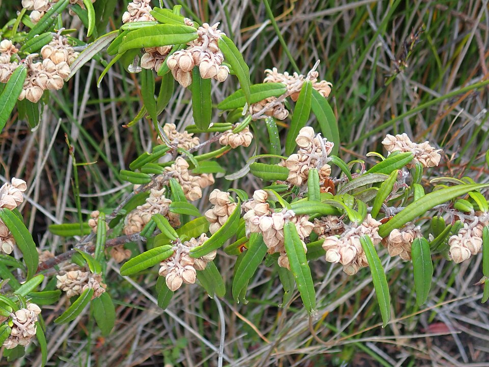 Lasiopetalum ferrugineum (Rusty Petals) (alternate view 8)