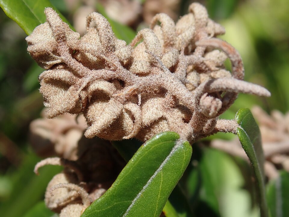 Lasiopetalum ferrugineum (Rusty Petals) (alternate view 9)