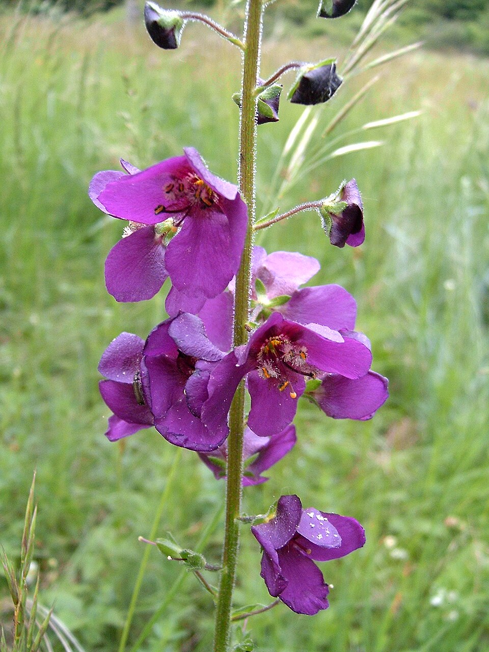 Verbascum phoeniceum (purple verbascum) (alternate view 6)