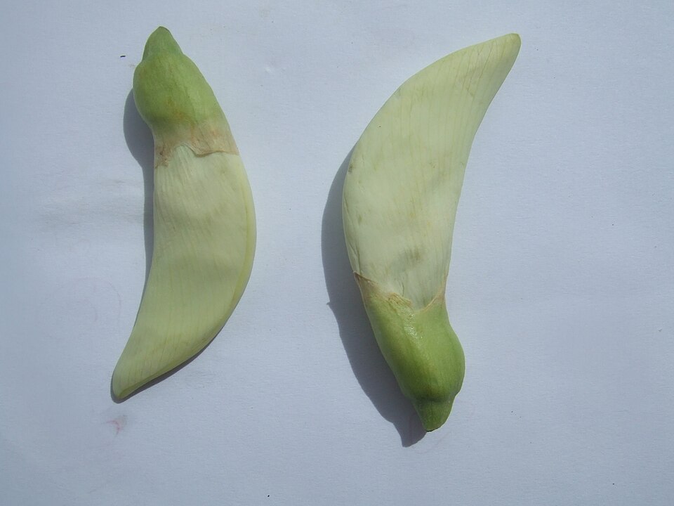 Sesbania grandiflora (Hummingbird Tree) (alternate view 4)