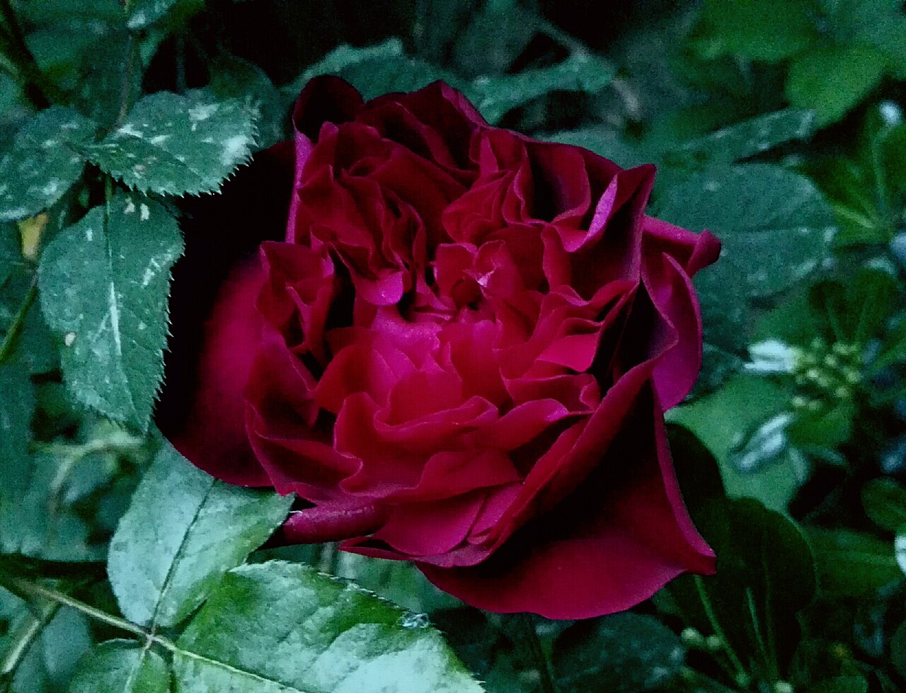 Rosa 'Munstead Wood', Rose 'Munstead Wood' — upright deciduous (Rosaceae) (image 6 of 10)