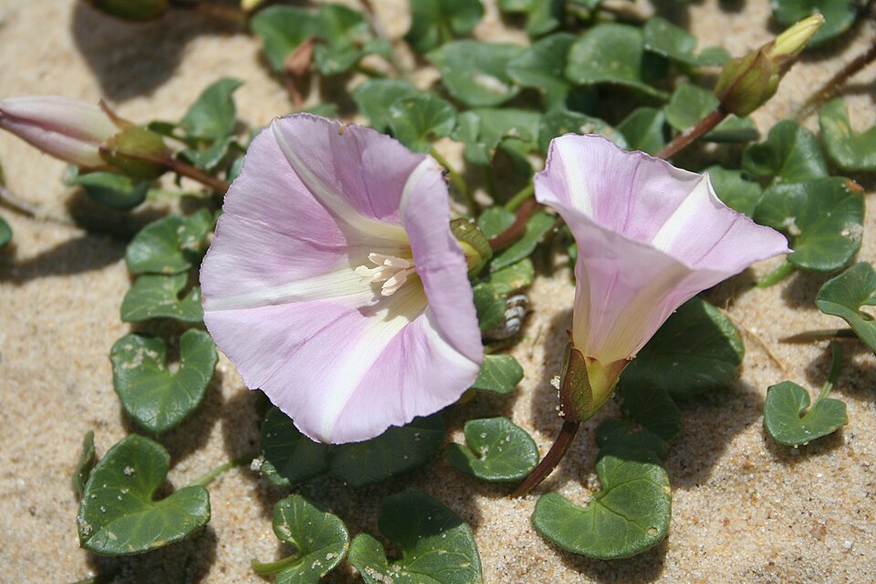 Calystegia soldanella (Sea Bindweed)
