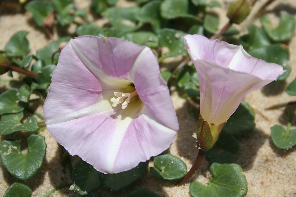 Calystegia soldanella (Sea Bindweed)