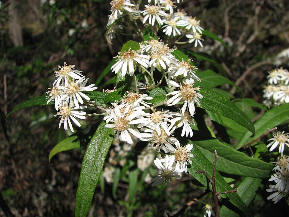 Olearia lirata (snowy daisy-bush)