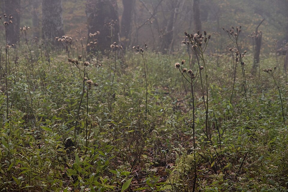 Ligularia dentata (ligularia) (alternate view 7)