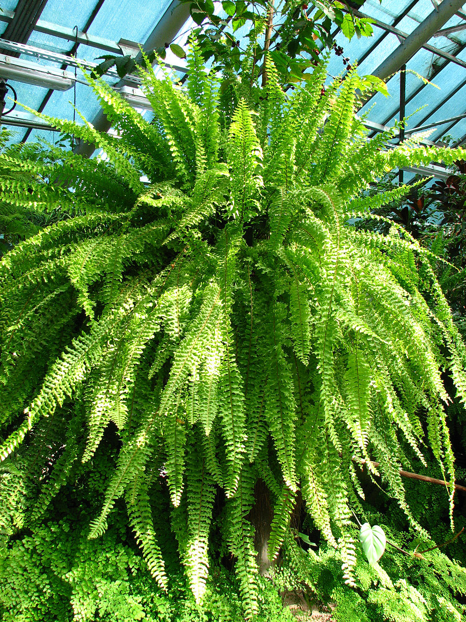 Nephrolepis exaltata (Boston Fern) (alternate view 6)