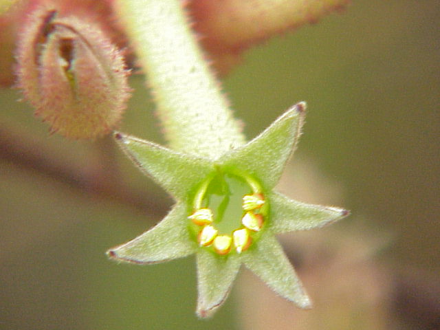 Anigozanthos flavidus, Tall kangaroo paw — clumping evergreen (Haemodoraceae) (image 1 of 10)