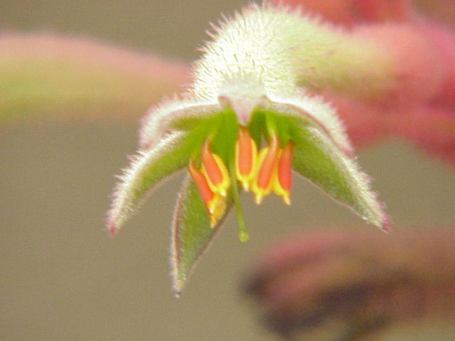 Anigozanthos flavidus, Tall kangaroo paw — clumping evergreen (Haemodoraceae) (image 2 of 10)