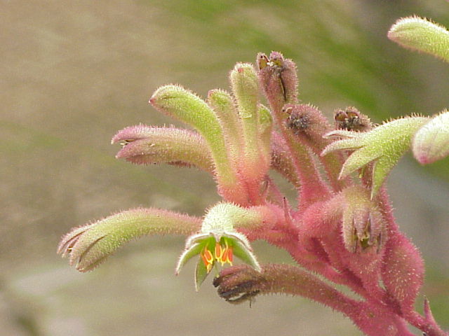 Anigozanthos flavidus, Tall kangaroo paw — clumping evergreen (Haemodoraceae) (image 3 of 10)