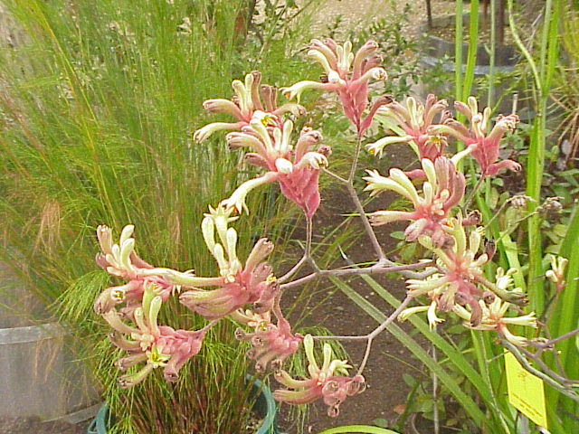 Anigozanthos flavidus, Tall kangaroo paw — clumping evergreen (Haemodoraceae) (image 4 of 10)