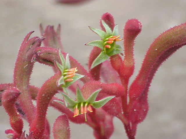 Anigozanthos flavidus, Tall kangaroo paw — clumping evergreen (Haemodoraceae) (image 5 of 10)