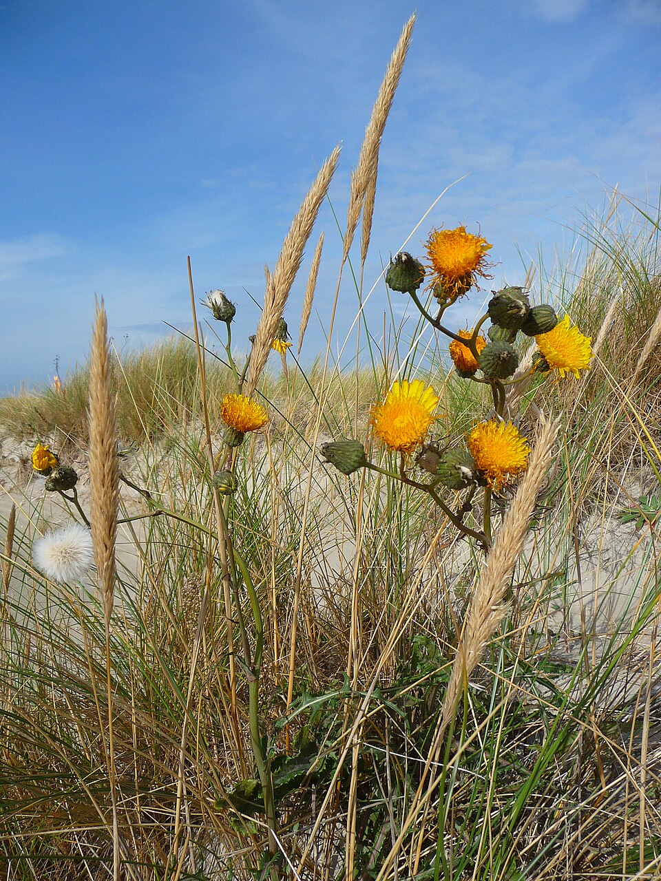 Sonchus arvensis (marsh sow thistle) (alternate view 7)