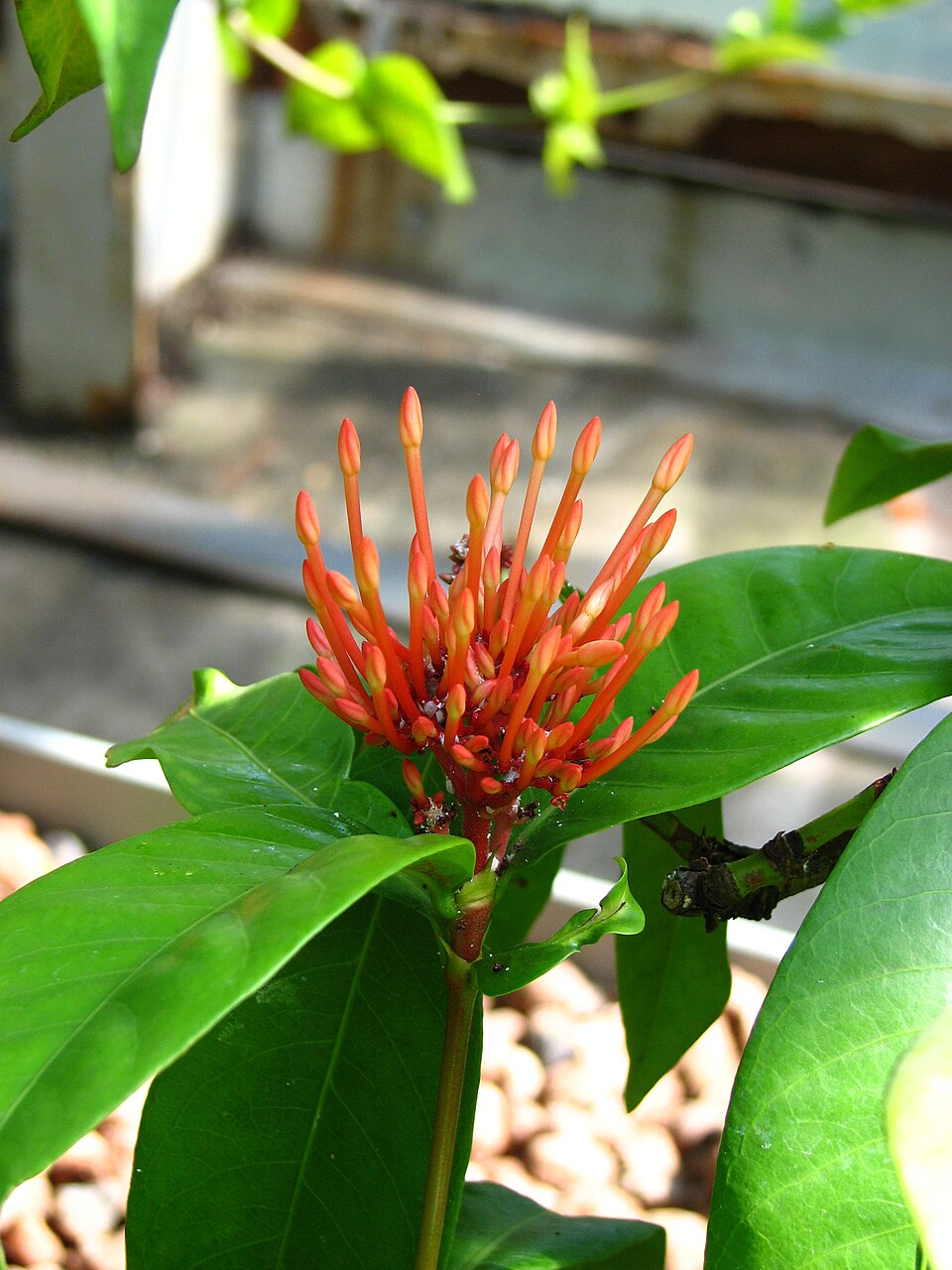 Ixora coccinea (Jungle flame)