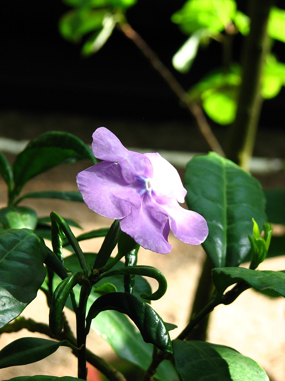 Brunfelsia pauciflora (Yesterday-Today-and-Tomorrow) (alternate view 9)
