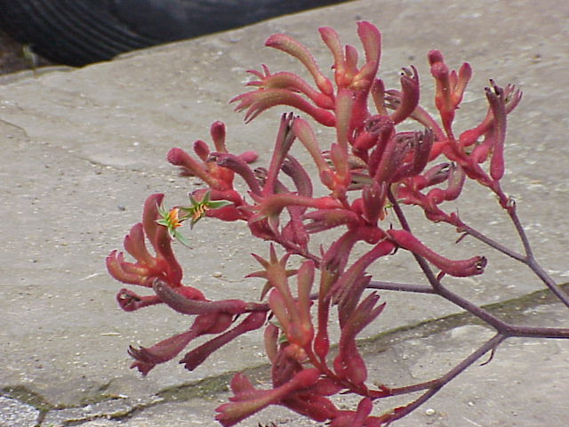 Anigozanthos flavidus, Tall kangaroo paw — clumping evergreen (Haemodoraceae) (image 6 of 10)