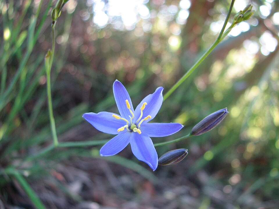 Thelionema caespitosum (Tufted Blue Lily) (alternate view 6)