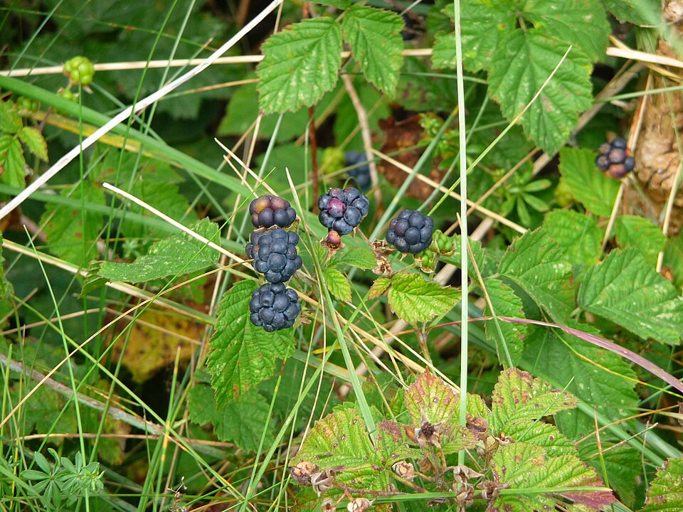 Rubus caesius (European dewberry)