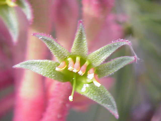 Anigozanthos flavidus, Tall kangaroo paw — clumping evergreen (Haemodoraceae) (image 7 of 10)
