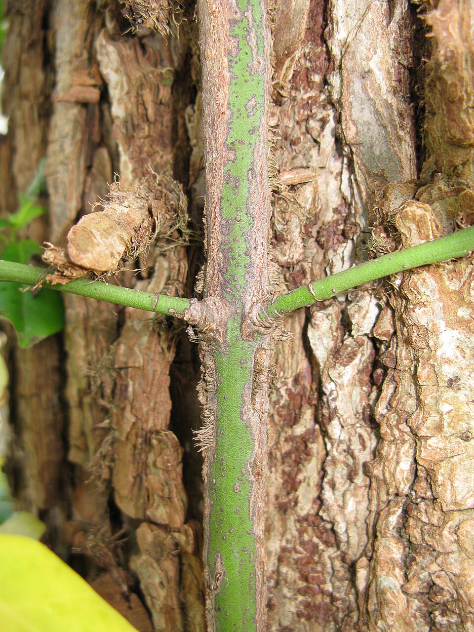 Euonymus fortunei (wintercreeper) (alternate view 7)