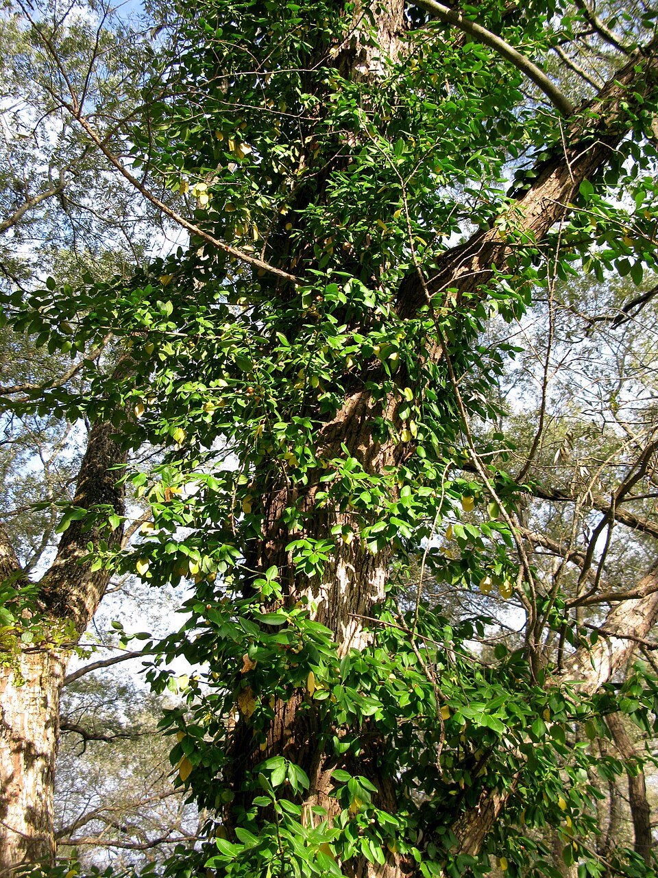 Euonymus fortunei (wintercreeper) (alternate view 8)