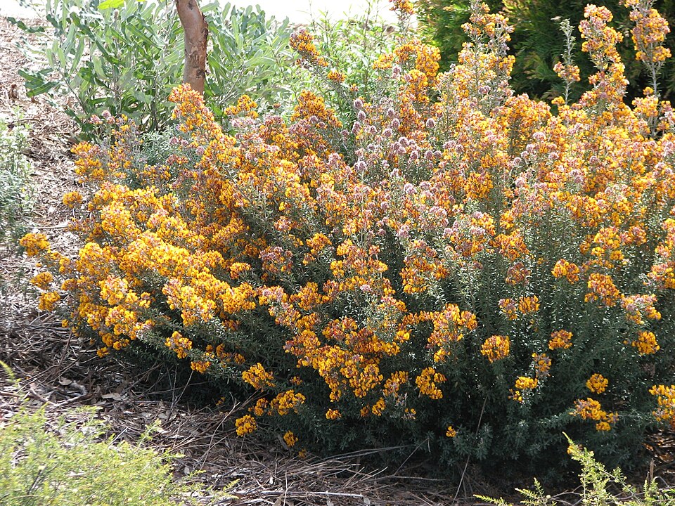 Oxylobium ellipticum (golden shaggy-pea) (alternate view 6)