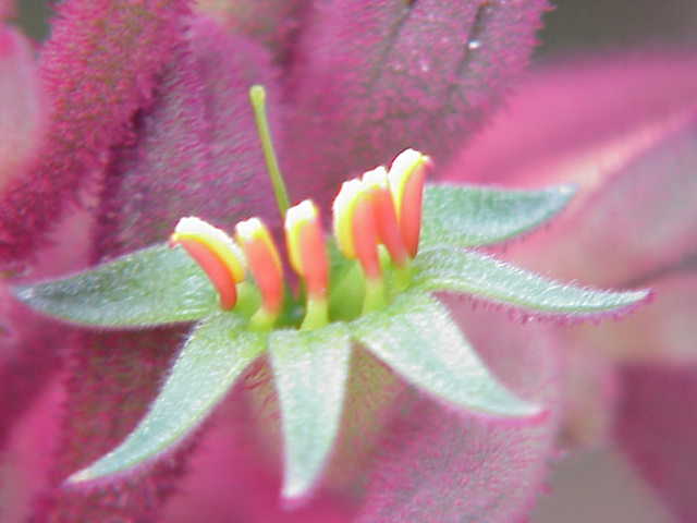 Anigozanthos flavidus, Tall kangaroo paw — clumping evergreen (Haemodoraceae) (image 8 of 10)