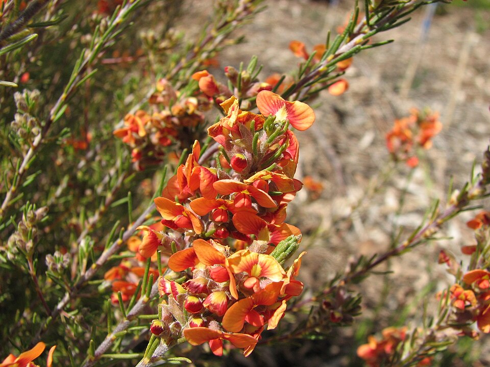 Dillwynia cinerascens (grey parrot pea) (alternate view 6)