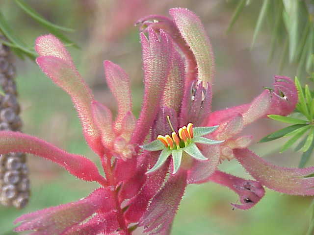 Anigozanthos flavidus, Tall kangaroo paw — clumping evergreen (Haemodoraceae) (image 9 of 10)