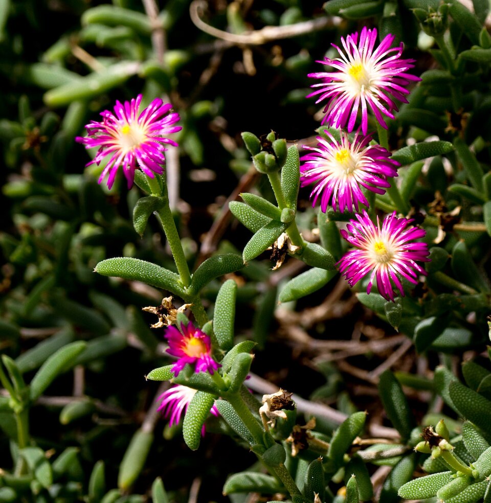 Delosperma (Sheepfigs) (alternate view 4)