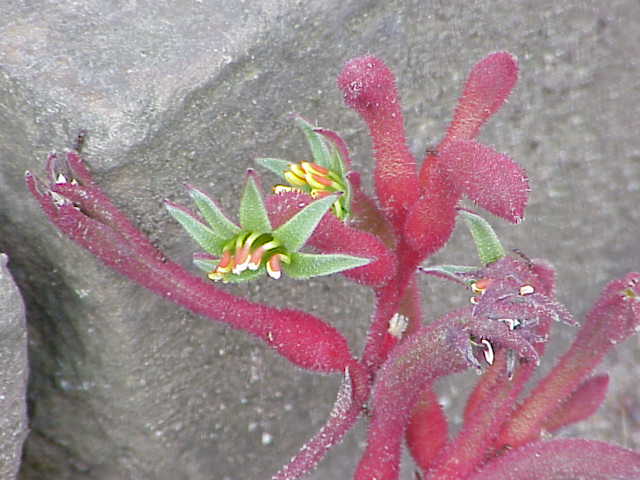 Anigozanthos flavidus, Tall kangaroo paw — clumping evergreen (Haemodoraceae) (image 10 of 10)