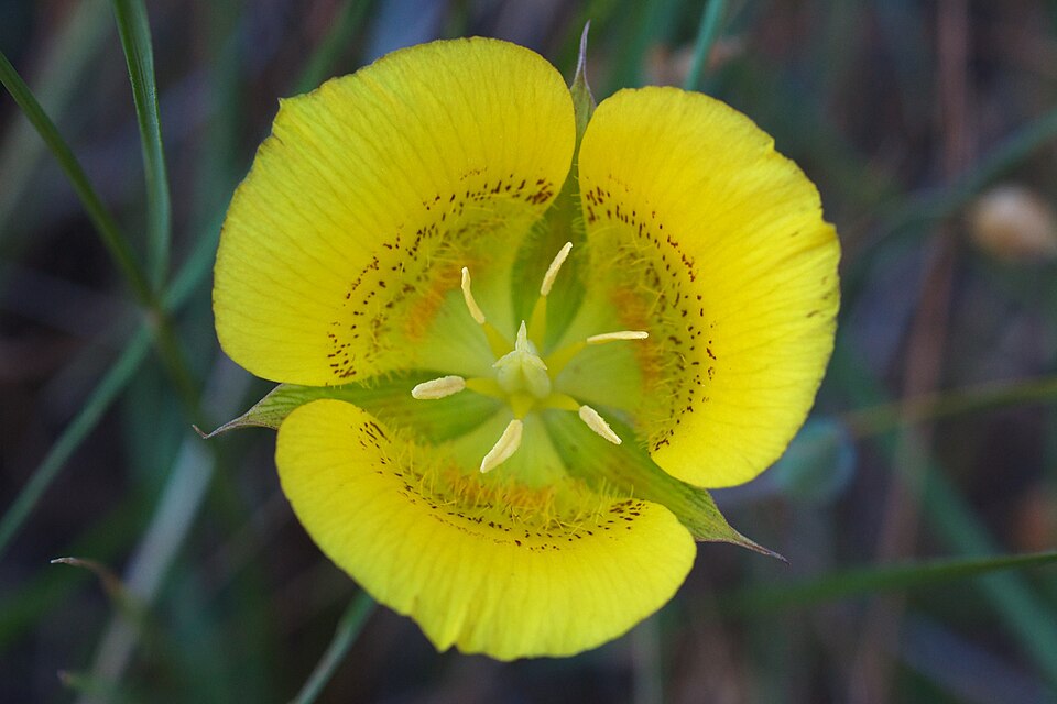 Calochortus luteus (Yellow Mariposa Lily) (alternate view 2)