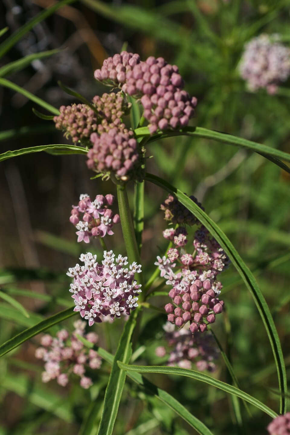 Asclepias fascicularis (Narrow-leaf Milkweed) (alternate view 8)