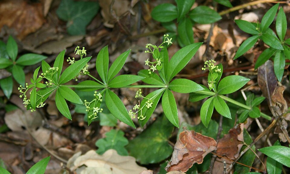 Rubia peregrina (Wild Madder)