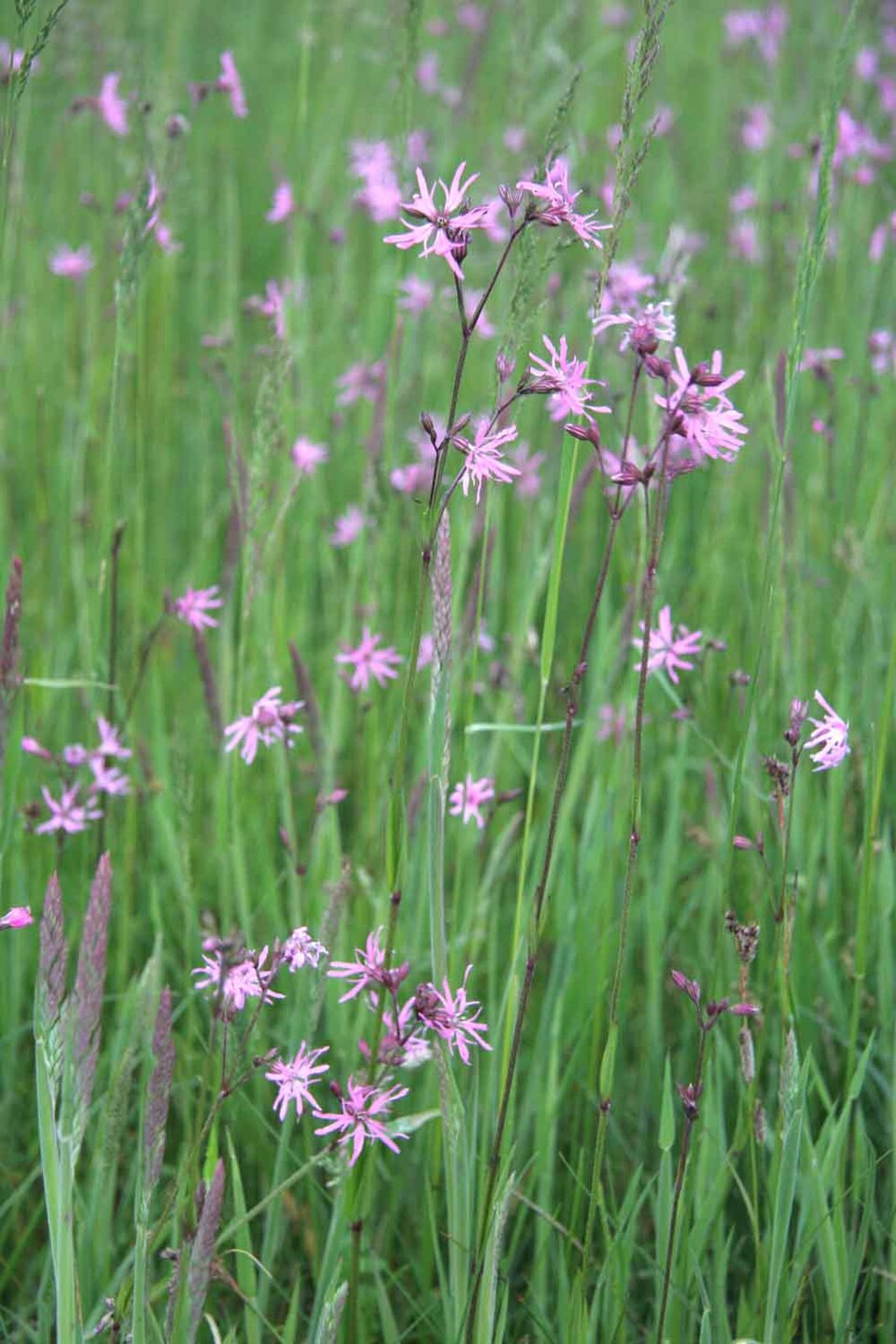 Lychnis flos-cuculi (alternate view 4)