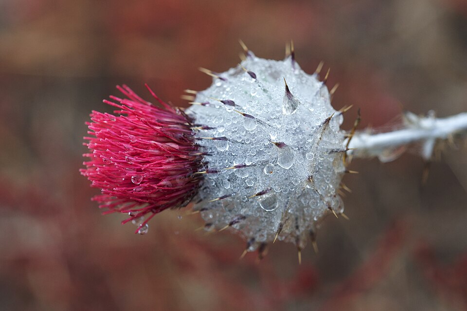 Cirsium occidentale (Cobwebby Thistle) (alternate view 7)