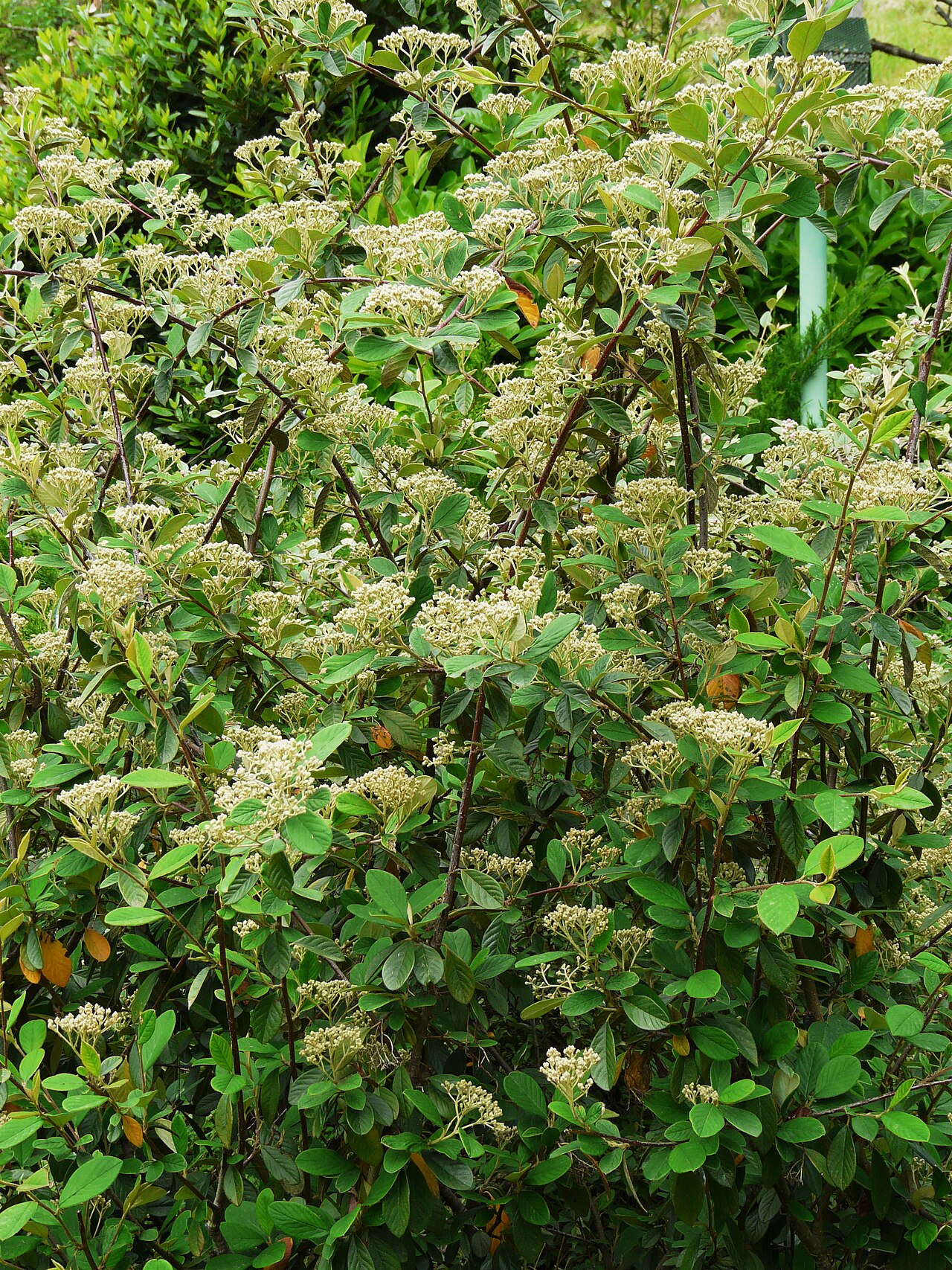 Cotoneaster lacteus, Milkflower cotoneaster — spreading evergreen (Rosaceae) (image 2 of 10)