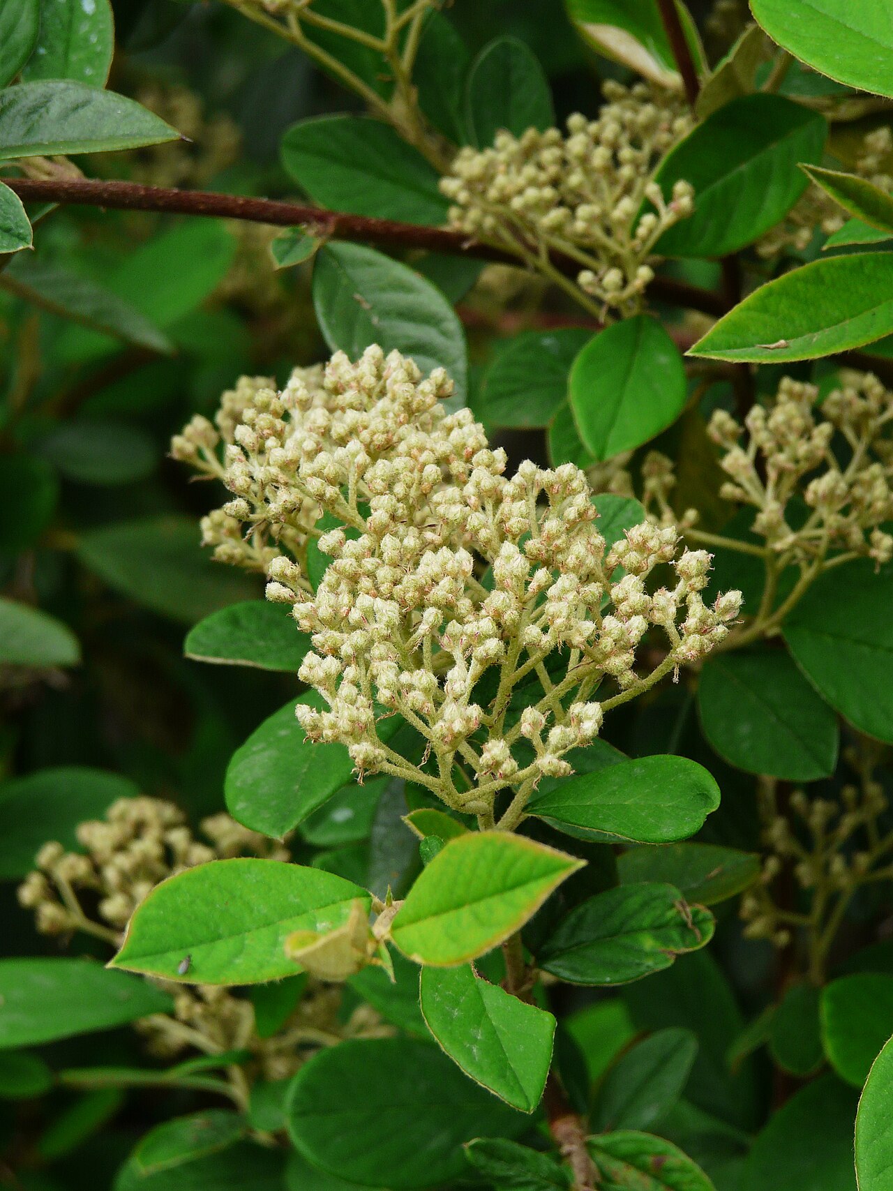 Cotoneaster lacteus, Milkflower cotoneaster — spreading evergreen (Rosaceae) (image 3 of 10)