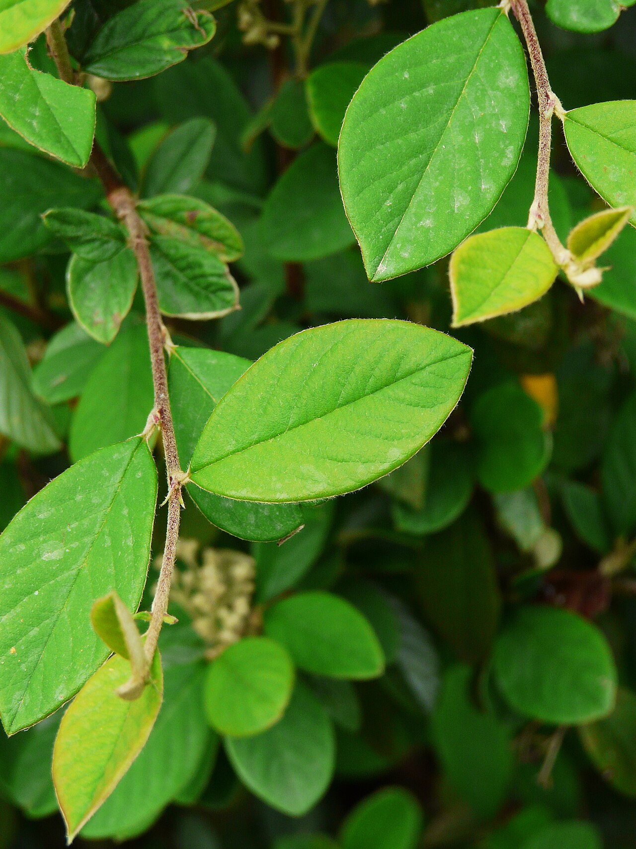 Cotoneaster lacteus, Milkflower cotoneaster — spreading evergreen (Rosaceae) (image 4 of 10)