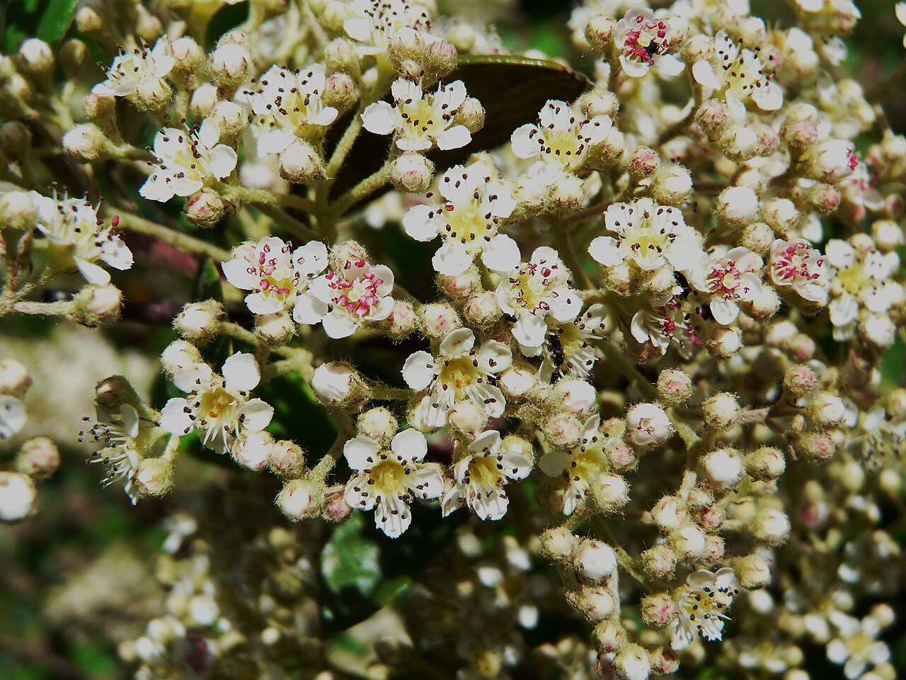 Cotoneaster lacteus, Milkflower cotoneaster — spreading evergreen (Rosaceae) (image 5 of 10)