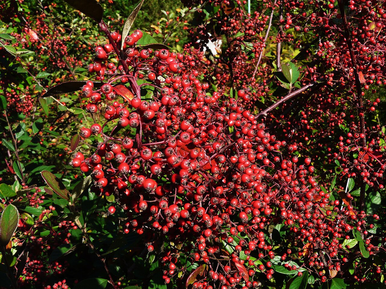 Cotoneaster lacteus, Milkflower cotoneaster — spreading evergreen (Rosaceae) (image 6 of 10)