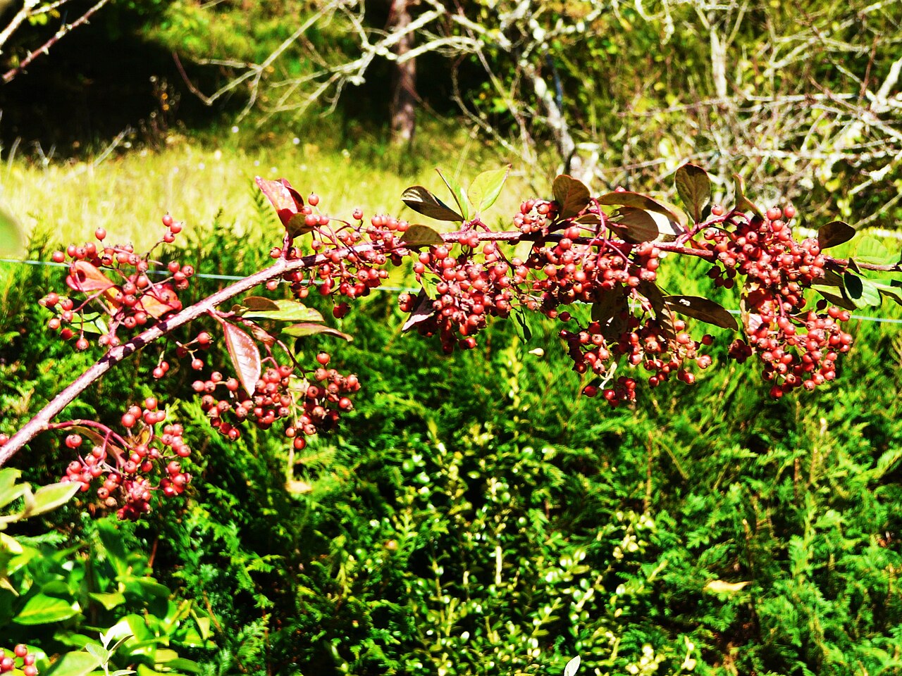 Cotoneaster lacteus, Milkflower cotoneaster — spreading evergreen (Rosaceae) (image 7 of 10)