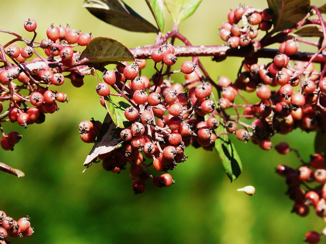 Cotoneaster lacteus, Milkflower cotoneaster — spreading evergreen (Rosaceae) (image 8 of 10)