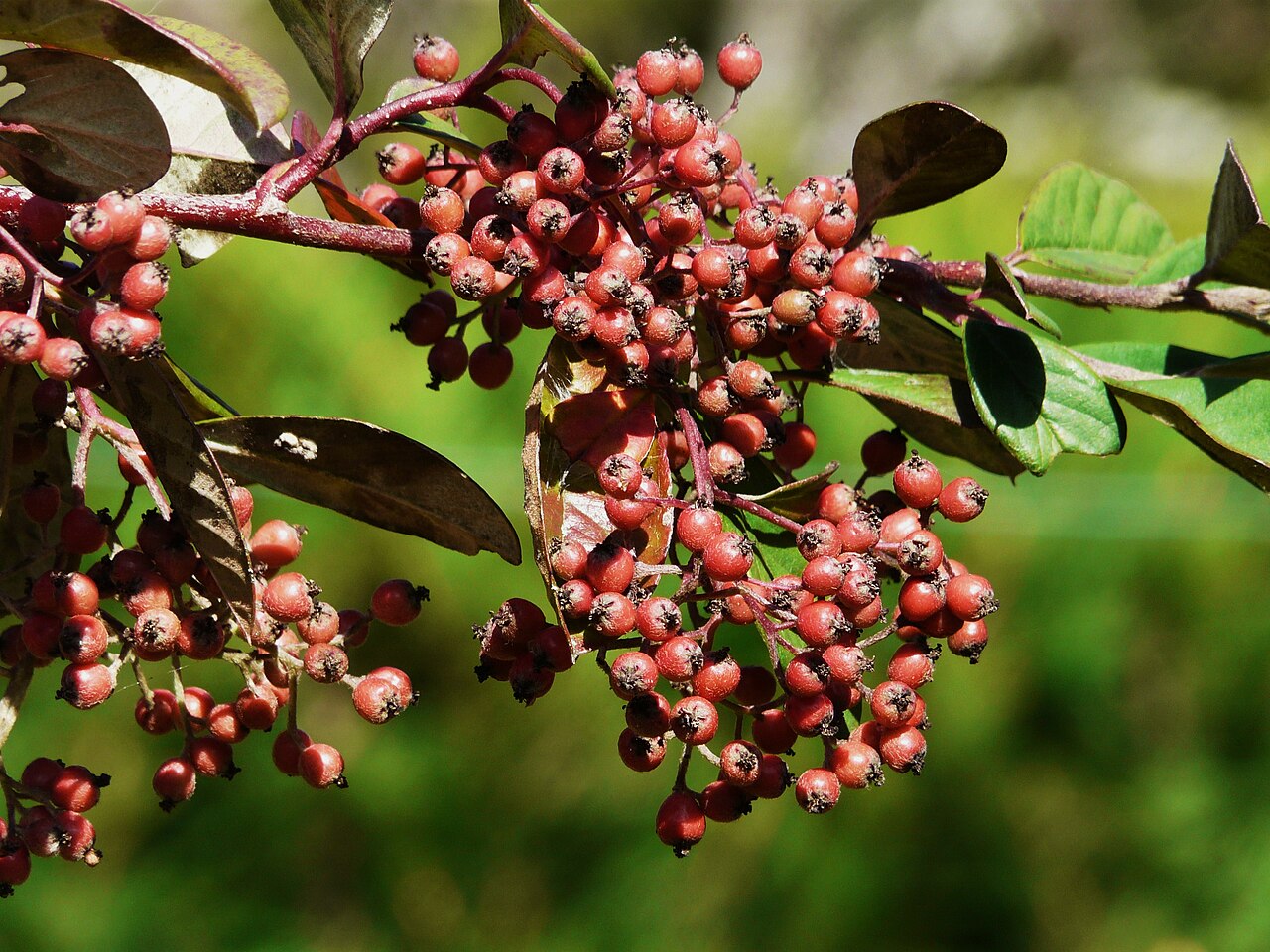 Cotoneaster lacteus, Milkflower cotoneaster — spreading evergreen (Rosaceae) (image 9 of 10)